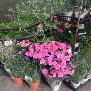 Meet your Posher, Joy